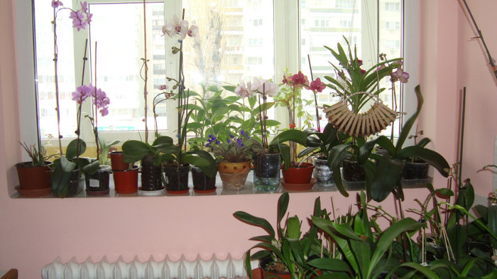 DSC05277 - februarie