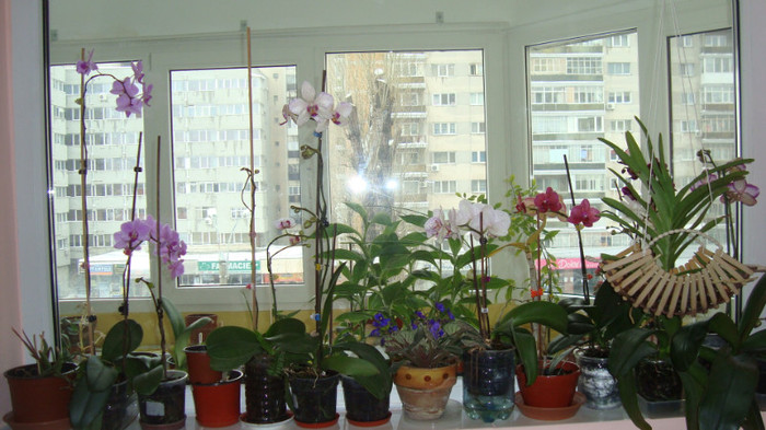 DSC05272 - februarie
