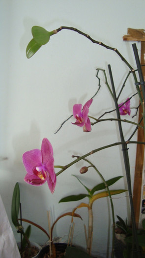 DSC05294 - februarie