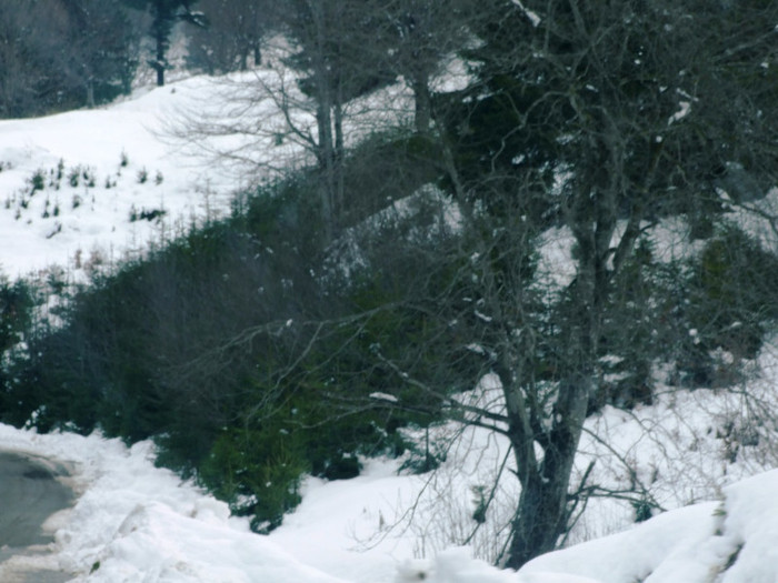 LEPSA FLORII 2011 059