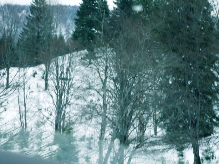 LEPSA FLORII 2011 060