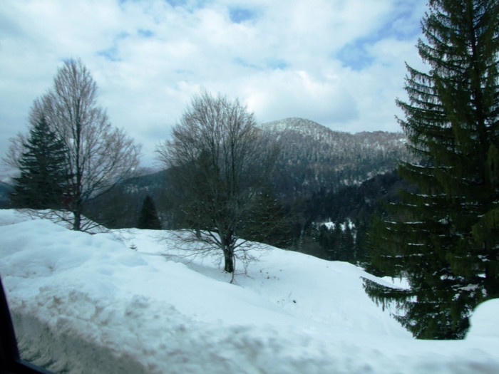 LEPSA FLORII 2011 064