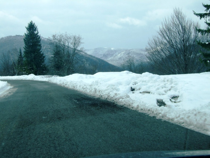 LEPSA FLORII 2011 065