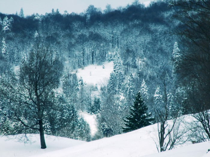 LEPSA FLORII 2011 066