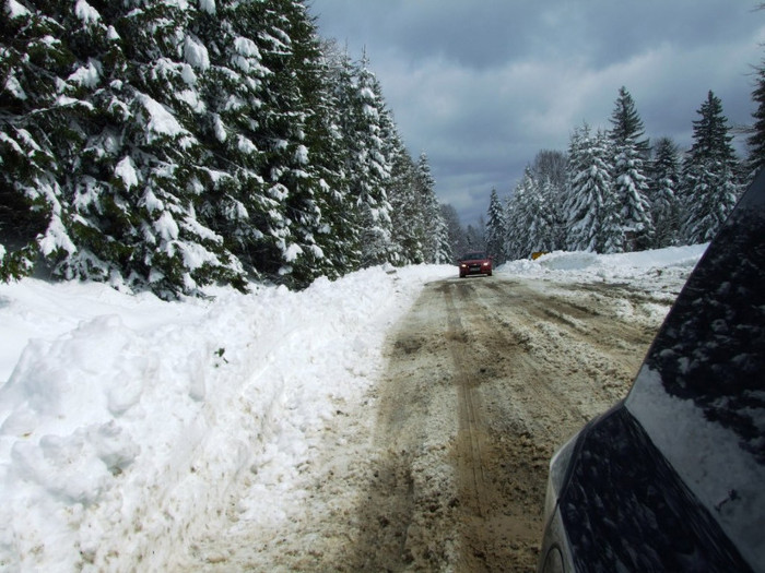 LEPSA FLORII 2011 070