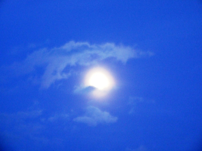 LEPSA FLORII 2011 140