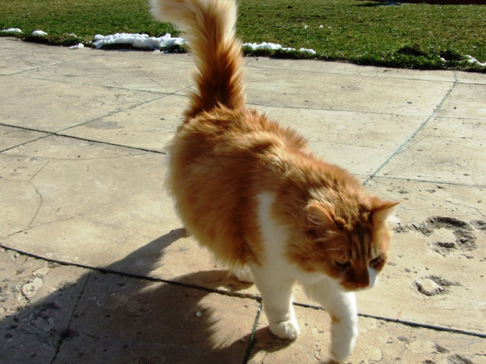 LEPSA FLORII 2011 145