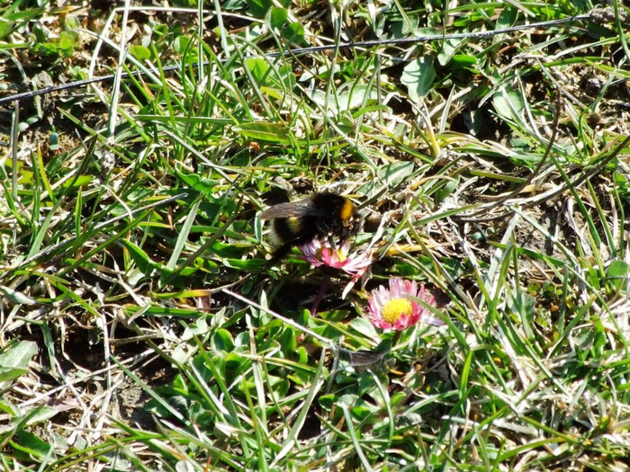 LEPSA FLORII 2011 174