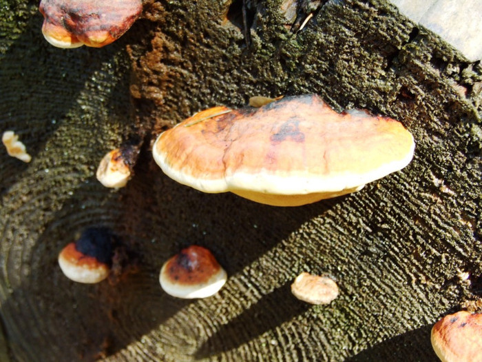 LEPSA FLORII 2011 195