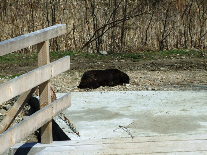 LEPSA FLORII 2011 243