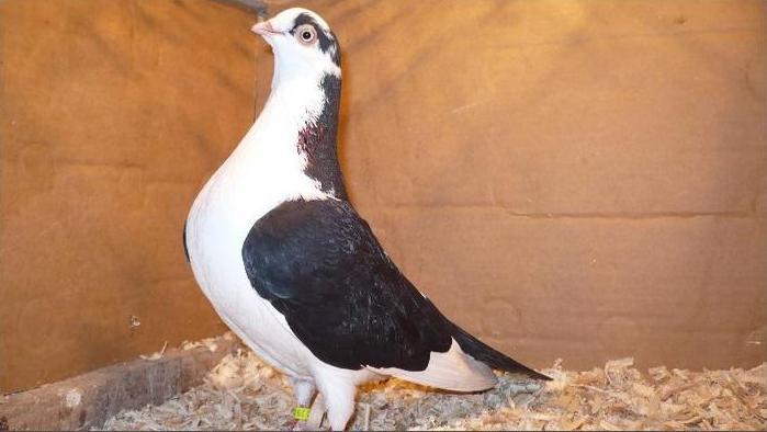 Data in Constanta - D- Porumbei JUCATORI DE GALATI VANDUTI Album 1