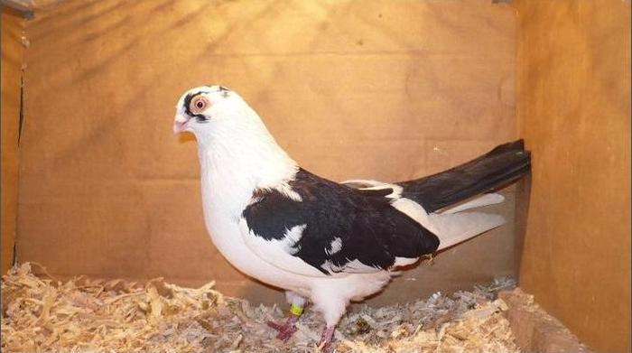 Dat in Cobadin la Osbai - D- Porumbei JUCATORI DE GALATI VANDUTI Album 1