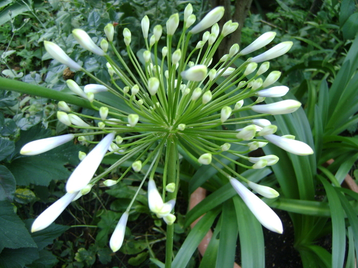  - Agapanthus