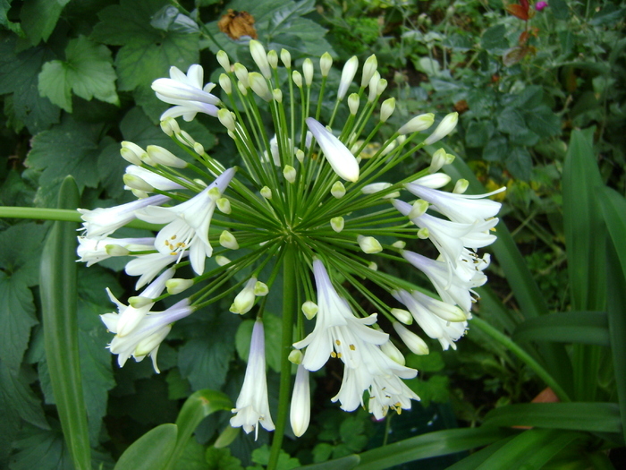  - Agapanthus