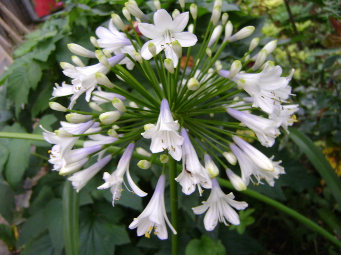  - Agapanthus