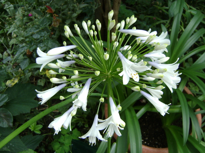  - Agapanthus