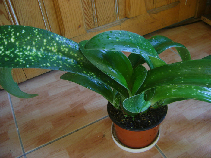 haemanthus  Albomaculatus - spotted leaves