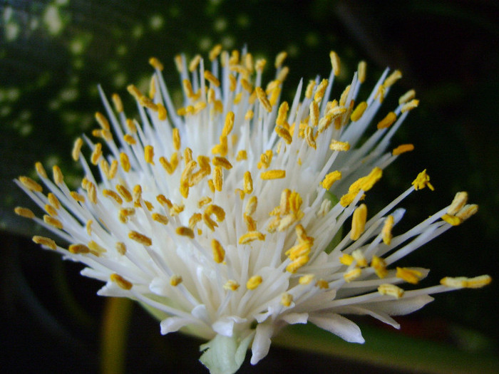  - Haemanthus