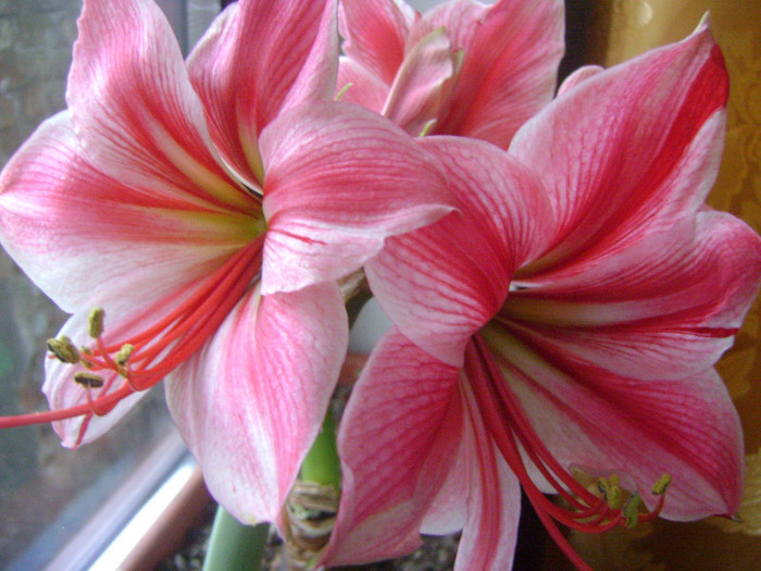 hippeastrum Gervase - AMARYLLIDACEAE-Hippeastrum