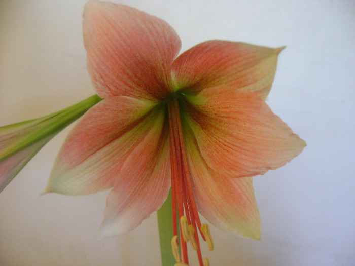 Hippeastrum Misty