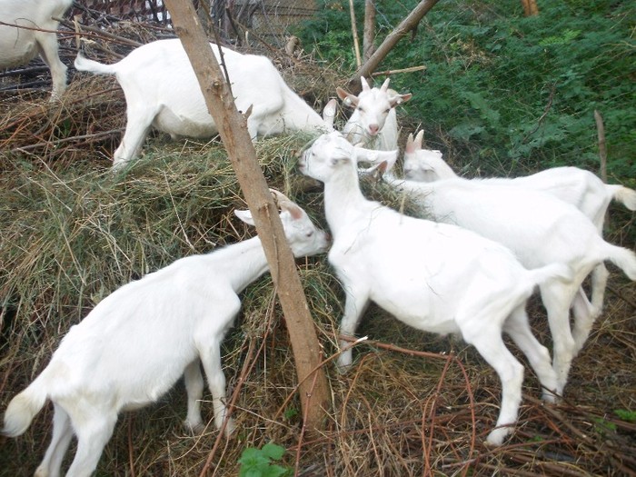 P82005128778 - Tapi Saanen