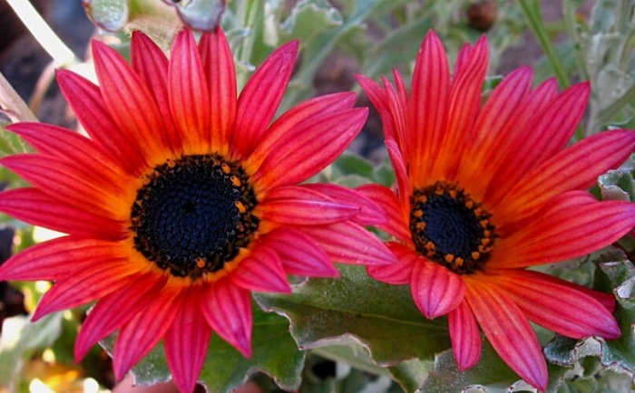 arctotis_acaulis - a- copaci si plante diverse pt Romania