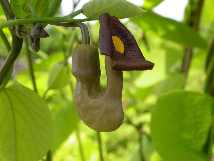 arostolochia macrophylla - a- copaci si plante diverse pt Romania