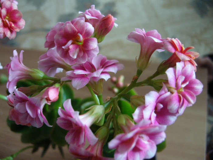 P1010868 - kalanchoe 2012 - iarna