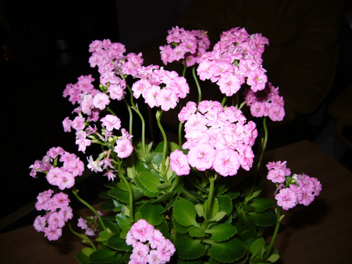 P1010855 - kalanchoe 2012 - iarna