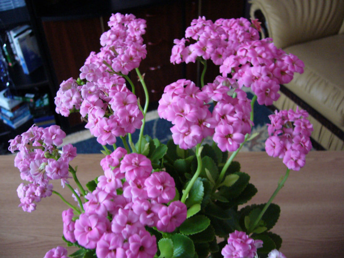 P1010856 - kalanchoe 2012 - iarna