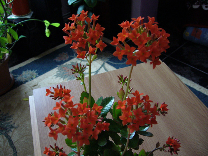 P1010860 - kalanchoe 2012 - iarna