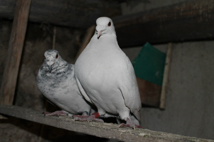 IMG_1822 - Por Voiajori