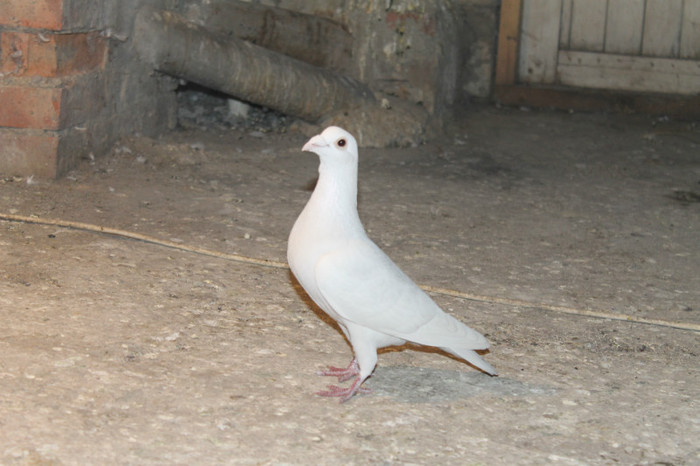 IMG_1826 - Por Voiajori