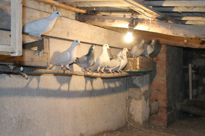 IMG_1827 - Por Voiajori