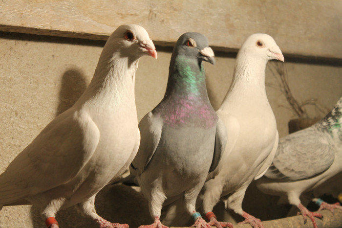 IMG_1828 - Por Voiajori