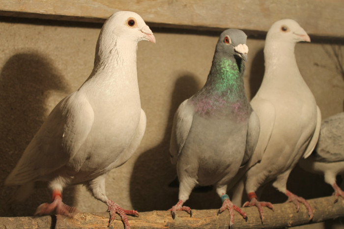 IMG_1830 - Por Voiajori