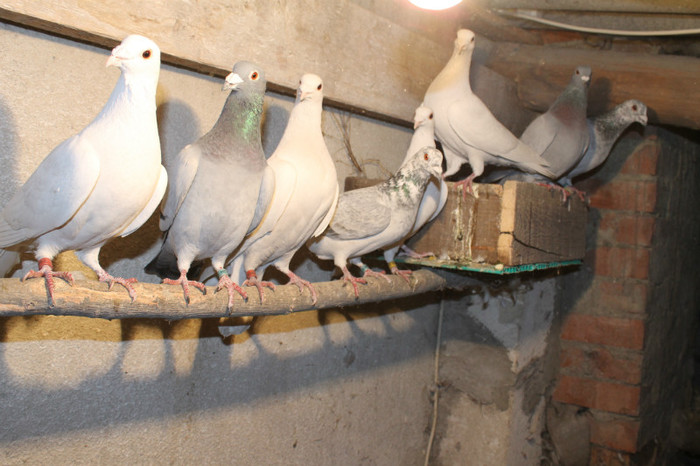 IMG_1831 - Por Voiajori