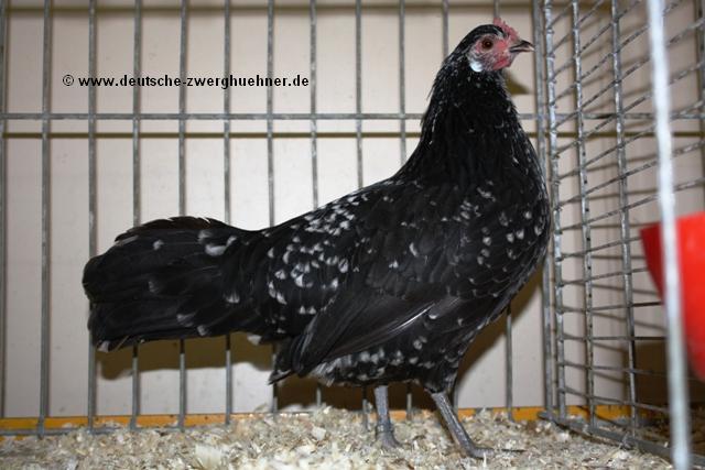 schwarz-weißgescheckt - 6 Varietati culoare Pitica Germana