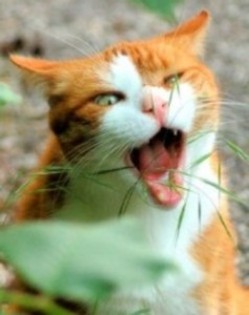 poze-haioase-poze-haioase-pisici-iarba-080827-238x300 - Poze amuzante pisici