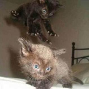 poze-haioase-poze-haioase-pisici-ninja-negre - Poze amuzante pisici