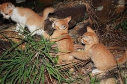 poze-haioase-tren-poze-haioase-pisici-300x200 - Poze amuzante pisici