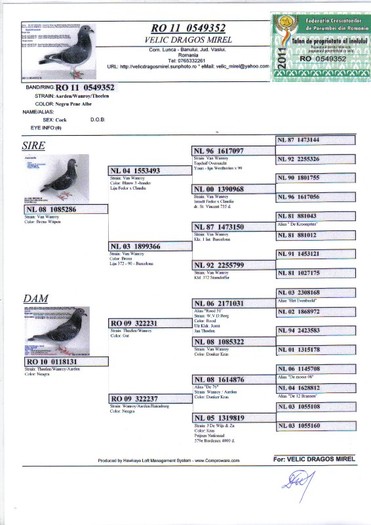 RO 11 0549352 M - Pedigree porumbei