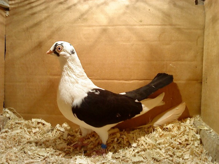 Data in Cobadin la Osbai - D- Porumbei JUCATORI DE GALATI VANDUTI Album 1