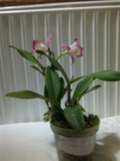 7-2 - cattleya