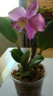 8-1 - cattleya