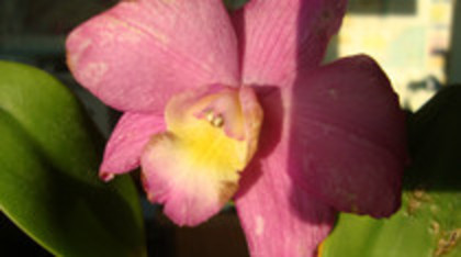 8-2 - cattleya