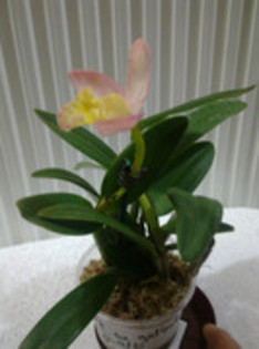 10 - cattleya