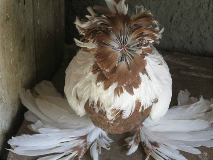 74d7116a4584482f87629cb392bf36aa