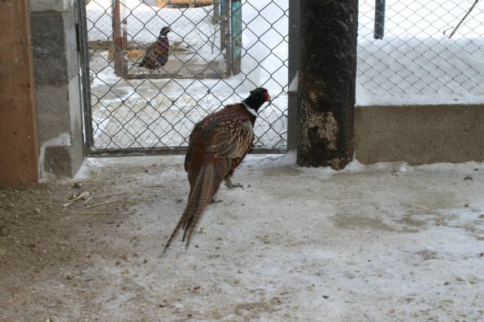 IMG_1647 - Fazanii mei