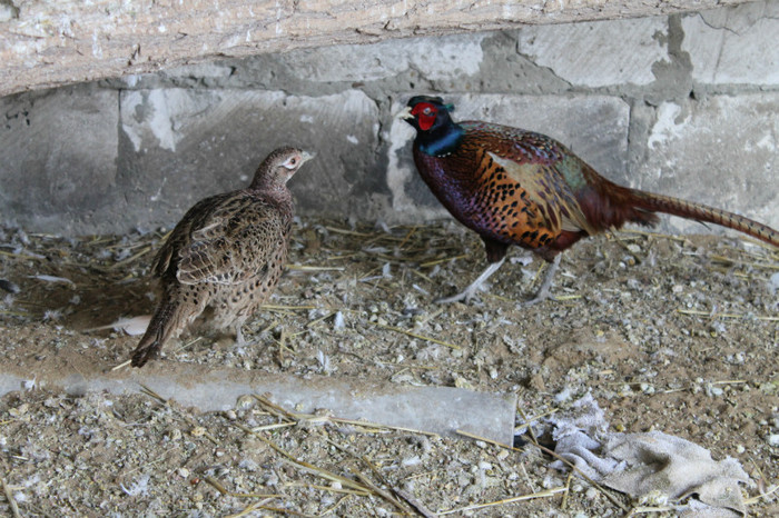 IMG_1654 - Fazanii mei